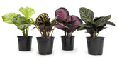 Plants for Pets pinstripe Calathea ornata leaves show pink pinstripes in indoor decor