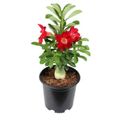 Plants for Pets Red Desert Rose in 1-gallon pot displays vibrant blooms and sculptural form.