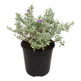 Plants for Pets Silverado Sage plant in a planter for a vibrant front-porch display.