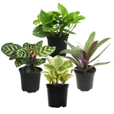 Plants for Pets snake plant in pot—easy care for busy households.