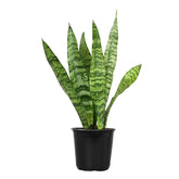 Plants for Pets Snake Plant leaves close-up with variegation for easy indoor decor.