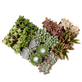 Plants for Pets succulents 20-pack in pots offers vibrant, low-maintenance home décor.