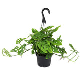 Plants for Pets Swiss Cheese Plant Adansonii in hanging basket adds lush vertical interest