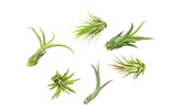 Plants for Pets Tillandsia air plants 6-pack variety for stylish décor