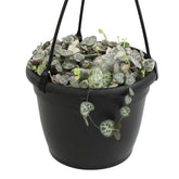 Plants for Pets variegated string of hearts in a 6-inch hanging basket for easy display.