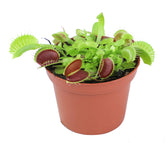 Plants for Pets Venus Fly Trap front view shows vibrant leaves and red traps.