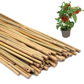 POLIUMB plant stakes in natural bamboo provide sturdy support for tomatoes