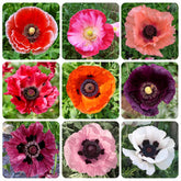 11000+ Seeds Poppy Seed Mix planted in a garden bed for vibrant color.