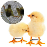 Pranovo baby chick leg hobbles on a newly hatched chick to support leg alignment.