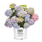 Proven Winners Let’s Dance Sky View bloom in sky blue with honeydew eye.