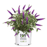 Proven Winners Miss Violet Buddleia bloom close-up, vibrant color attracts butterflies.
