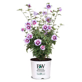 Proven Winners Purple Pillar Rose of Sharon bloom adds a vibrant focal point along borders