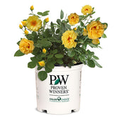 Proven Winners Rise Up Ringo bloom closeup shows golden petals.