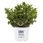 Proven Winners Splendid! Blueberry shrub buds ready for spring color