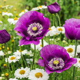 Purple Poppy Seeds bag front for colorful garden blooms