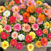 Purslane mixed-color seeds for vibrant sunlit borders.