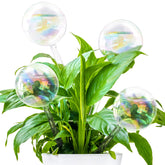 Pynqdfu rainbow glass watering globe assembly provides steady hydration for plants.