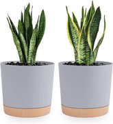 QCQHDU 8-inch plant pot with drainage hole and saucer to prevent overwatering.