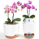 QCQHDU Sxueg self-watering orchid pot reservoir keeps orchid roots evenly hydrated.