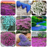 QEVJEKR creeping thyme seeds close-up for easy germination planning