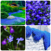 QEVJEKR blue creeping thyme seeds pack for easy planting and butterfly-friendly rock gardens.