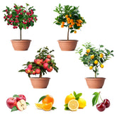 QEVJEKR lemon seeds pack for home bonsai fruit cultivation