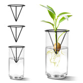 Qiuruoo avocado seed starter vase on a metal stand for stable propagation.