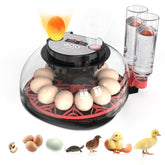 QVKHPCL incubator showcases 12-egg capacity for home hatching and demos.