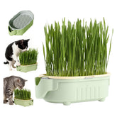 QZAVIRE hydroponic cat grass growing kit on a window sill for easy indoors