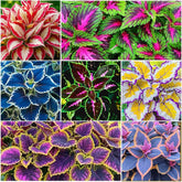 Rainbow Coleus Seeds mixed pack in a seed packet for vibrant garden color.