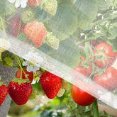 Rainflow garden netting draped over vegetables for pest protection in a row bed.