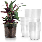 RAOOKIF clear nursery pot 5-inch shows root growth for healthy seedling care.