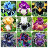 Rare Heirloom Iris Seeds field-border display for colorful borders.
