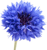 RDR Seeds dwarf blue bachelor button seed pack ready for borders and containers