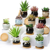 Remerry 24-pcs succulent pots set for versatile gifting and easy plant care