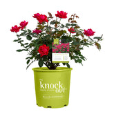 Root 98 Warehouse Knockout Double Red Rose bloom closeup showing vibrant color