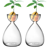 RunNico avocado starter vase set for observing seed growth daily.