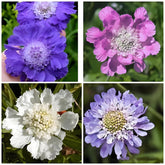 Scabiosa seeds mixed-color blooms create a lavender-blue pincushion focal point