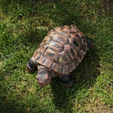 Sdeetesamjun turtle statue in resin garden for durable outdoor decor.