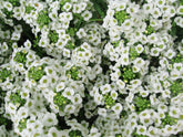 Seed Kingdom Alyssum Carpet of Snow bloom close-up showing crisp white petals for borders.
