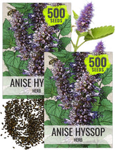Seed Needs Anise Hyssop seeds packet front, ideal for starting a fragrant herb garden.