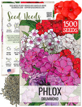 Seed Needs annual phlox seeds packet bright border color for sunlit beds.