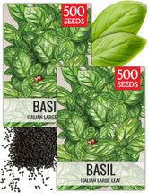 Seed Needs basil seeds packaging ready to sow for indoor herb gardens.
