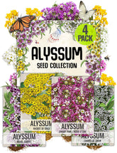 Seed Needs Basket of Gold alyssum seeds for bright rock garden displays.