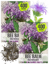 Seed Needs Bee Balm seeds packet front illustration for pollinator-friendly gardens