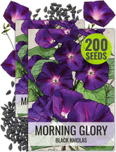 Seed Needs Black Kniolas Morning Glory seeds pack ready for planting and coverage