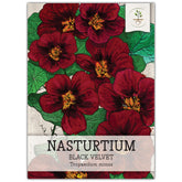 Seed Needs Black Velvet Nasturtium flowers close-up, edible color for salads and garnishes.