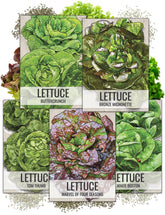 Seed Needs butterhead lettuce seeds packaging close-up demonstrates freshness and clear sowing guidance.