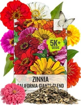 Seed Needs California Giants zinnia bloom close-up with large colorful petals