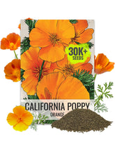 Seed Needs California Poppy orange bloom in sunlit garden, vibrant focal point